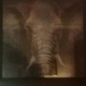 Meet your Posher, Dala